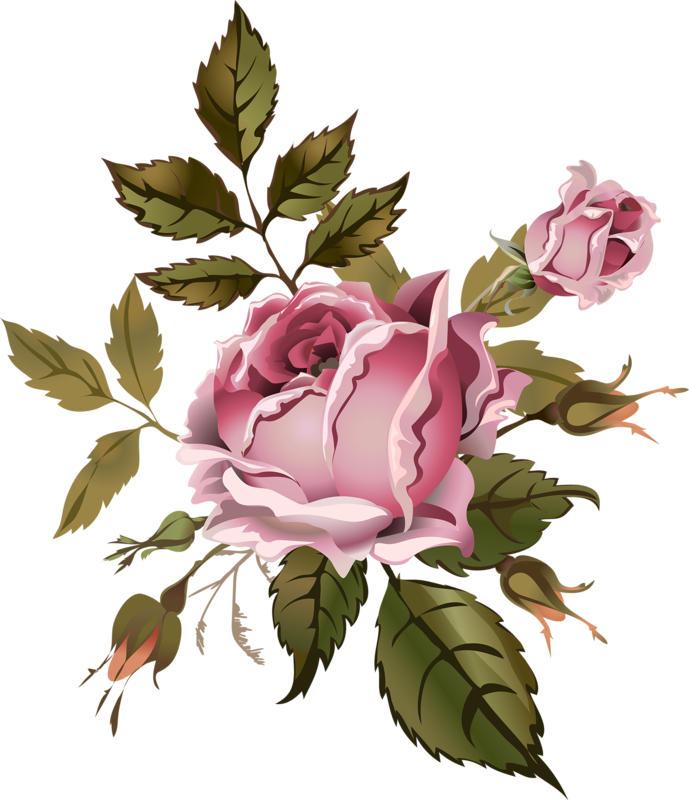 Garden Roses Cabbage Rose Floral Design Flower Drawing - Rose (689x800)