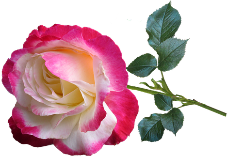 Rose, Double Delight, Perfumed, Bloom - Rosa 'double Delight' (482x340)