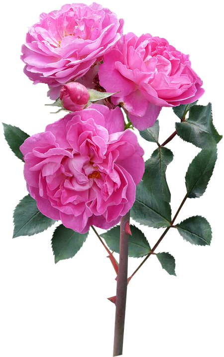 Rose, Flower, Stem Deep Pink Blooms - Flowers Rose Plant Png (517x720)