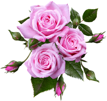 Roses, Miniature, Flowers, Romantic - Flower Roses (358x340)