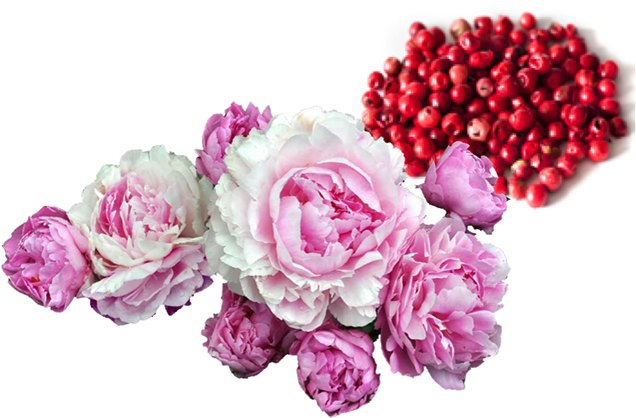 Flower Transparent (653x422)