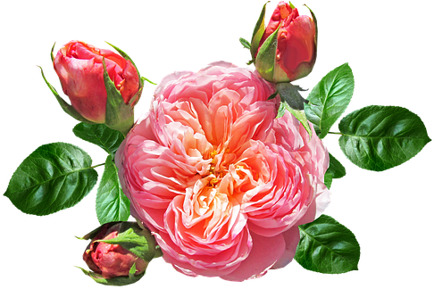 Rose, David Austin, Summer, Bloom - Rose (495x340)