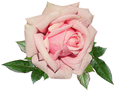 Pink, Rose, Garden - Pink Rose (390x340)