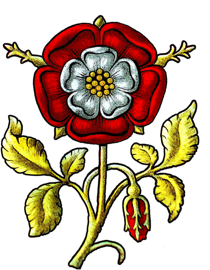 Tudor Rose - Tulipa Humilis (730x1021)