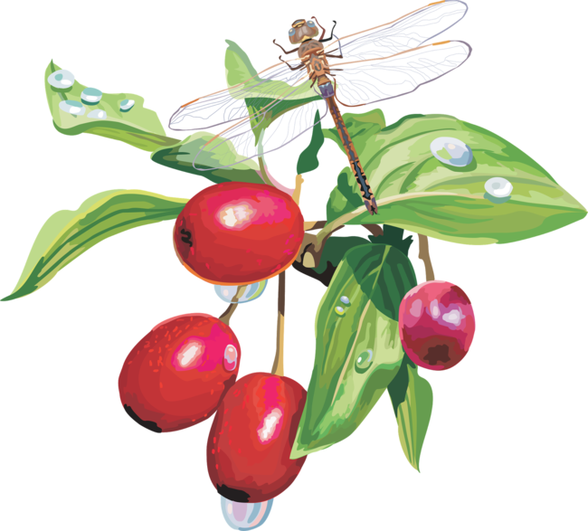 Rose Hips And Animals - Кизил Png (650x587)