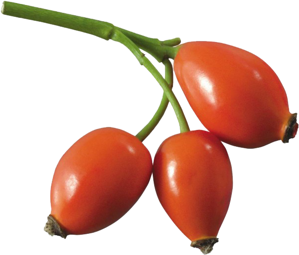 Beach Rose Rose Hip Rosa Multiflora Oil Auglis - Beach Rose Rose Hip Rosa Multiflora Oil Auglis (800x600)