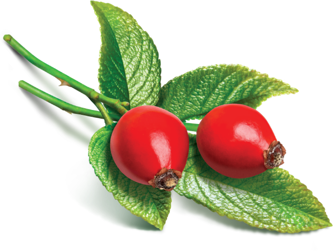 Rose Hip Wikipedia,rose Hip Uses Side Effects Interactions - Avalon Organics Wrinkle Therapy Day Cream With Cq10 (684x516)