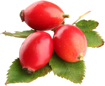 Rose Hip - Rose Hip Oil Png (577x480)