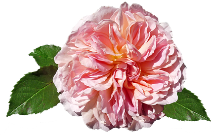 Rose, Pink, David Austin, Cut Out - Rose Image Hd Pastel Png (439x340)