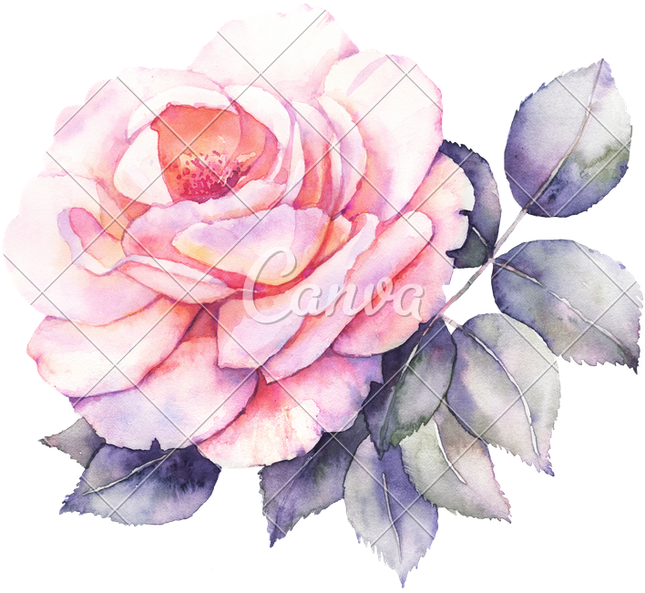 Rose Flower Watercolor - Monteil Rose Skin Creme (800x682)