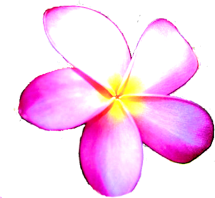 Ｉ－告別の辞 - Frangipani (500x400)