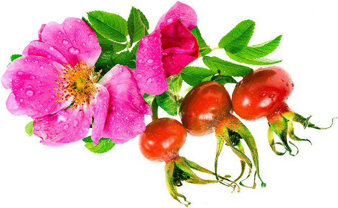 Rosehips And Wild Rose Flower - Rosa Glauca (700x442)