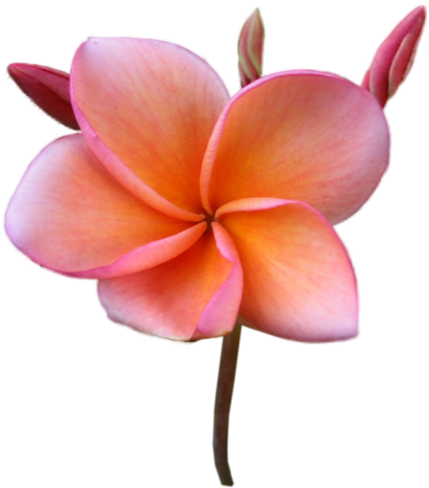 Çok Güzel Plumeria Çiçekleri, Png Çiçek Görselleri, - Sticker (466x500)