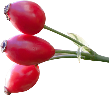 Rosehip - Rose Hip Seed Png (476x476)