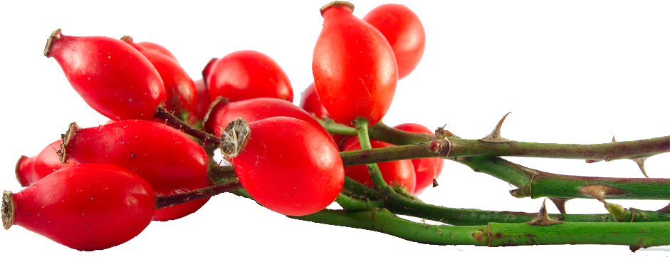 Herb & Hedgerow » For People Who Love & Make Botanical - Benefits Of Rosehip Oil (1000x743)
