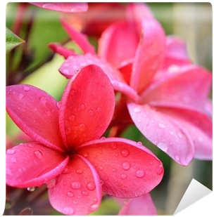Fototapeta Keře Tropické Květiny, Plumeria Květiny - Candle (400x400)