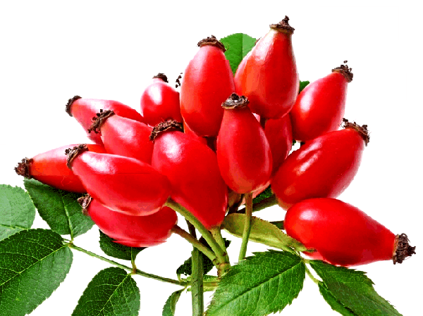 Contains High Levels Of Essential Fatty Acids Omega - Crema Para El Acne Con Acido Salicilico, Rosa De Mosqueta (600x449)