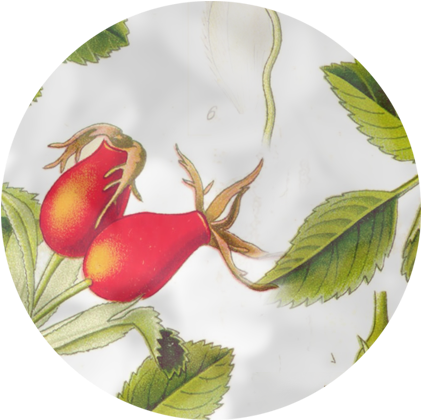 Wild Rose Fundation - Ceramic (576x451)