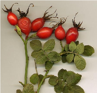 The Aggregate Fruit Of The Rose Is A Berry-like Structure - Kusburnu (448x304)