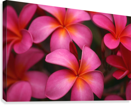 Hawaii, Maui, Pink Plumerias - Posterazzi Hawaii Maui Pink Plumerias Posterprint Dpi1991291 (428x344)