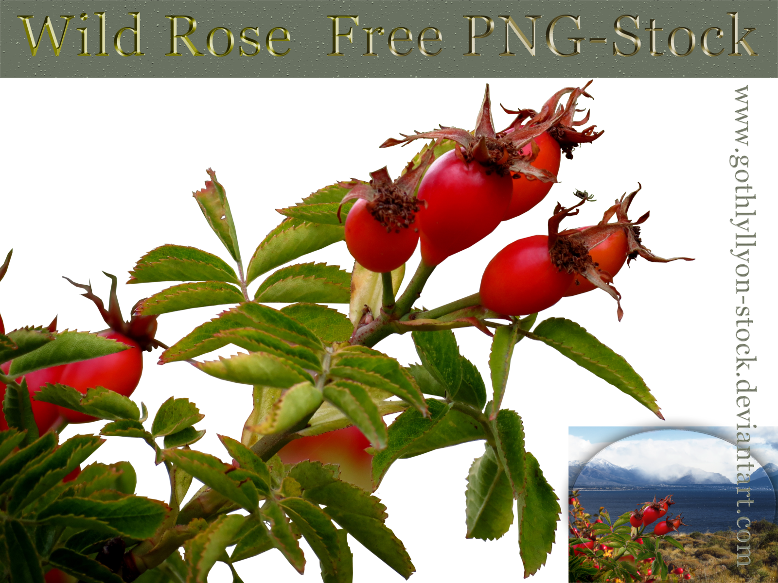 Wild Rose Gothlyllyon Stock By Gothlyllyon Sotck - Rose (1600x1200)