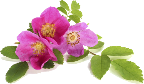 Nut Free - Bio Creative Lab Petal Fresh Organic Eco-elements Facial (480x280)