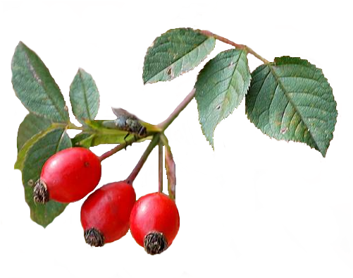 1 - Rose Hip (500x400)
