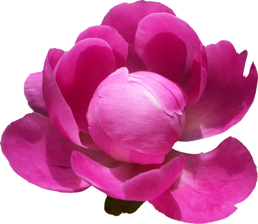 Peonies Png Pic - Peony .png (900x779)