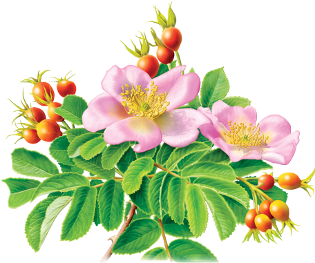 Rose Hips, The “fruit” That Grows On The Prickly Branches - Rose Hip Illustration Botanical (479x500)