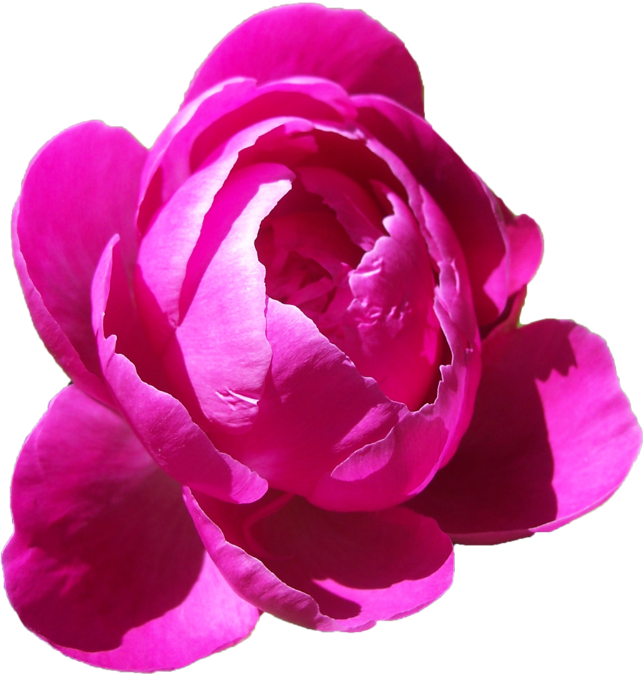 Peonies Png Free Download - Peonies Png (900x943)