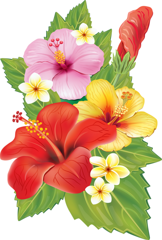 Plumeria Clipart Red Hibiscus Flower - Hibiscus Flowers (541x800)