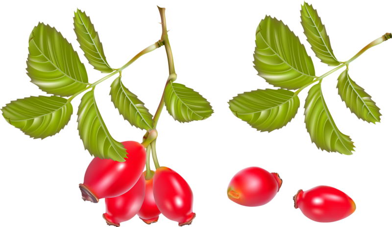 Fruits - Rose Hip Illustration (800x464)