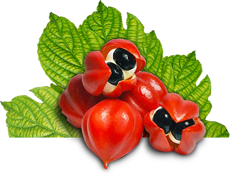 Guarana Seed Extract Is A Great Alternative To Caffeine, - Guarana (474x375)