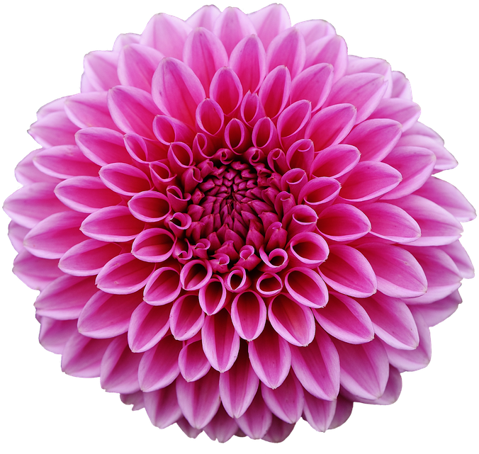 Dahlia Png Pic - Transparent Background Flower Clipart (960x640)