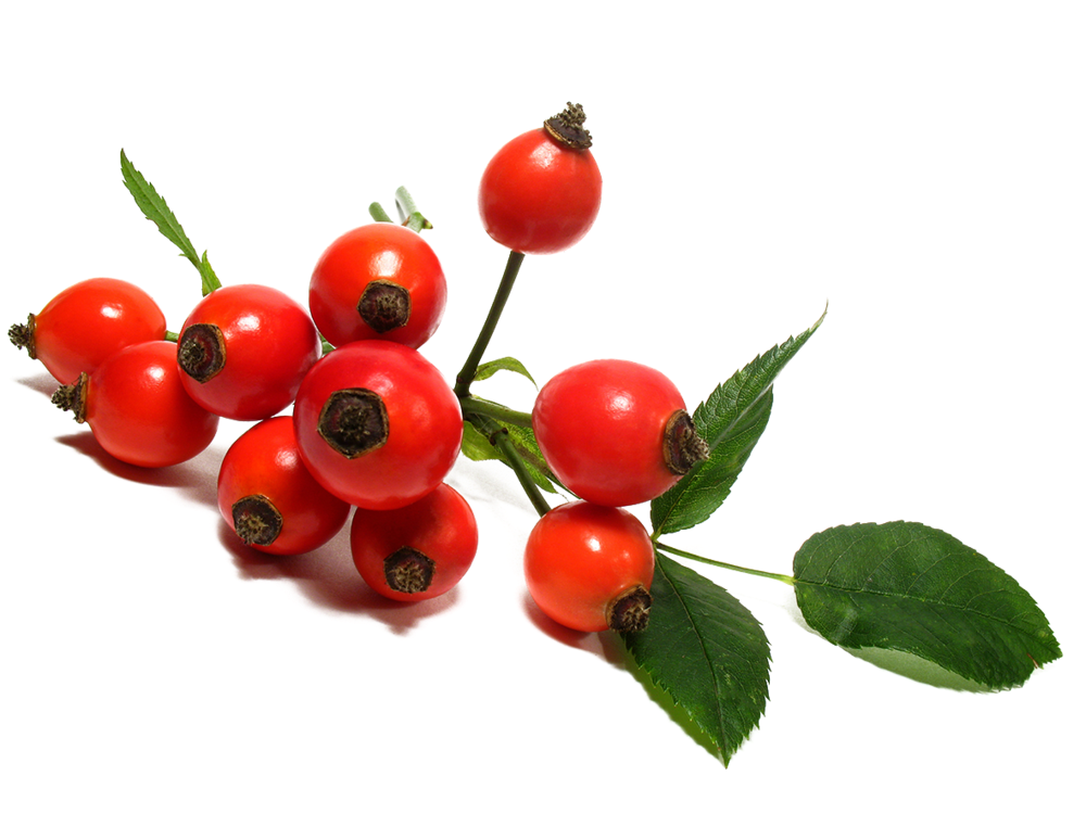 Cynorrhodon - Rosehip Seed Oil Png (1000x768)
