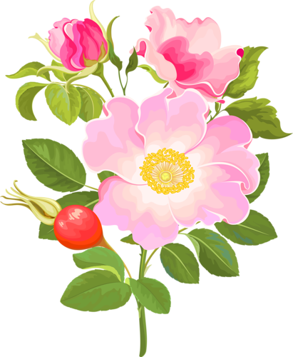 Rose Hips Flowers - Шиповник На Прозрачном Фоне (411x500)