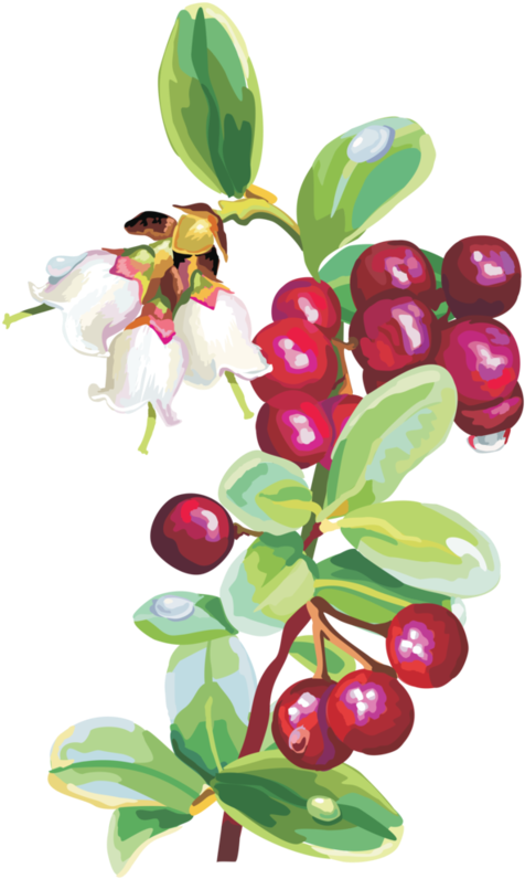 Rose Hips Flowers - Клипарт Ягода (482x800)