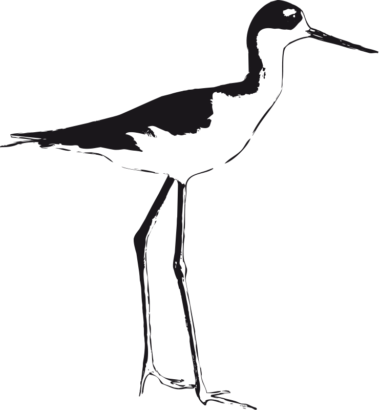 Free Clipart Black Necked Stilt Luchapress - Stilt Birds Illustrations (740x800)