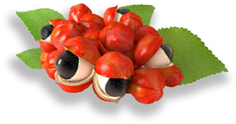 Guarana Seed Extract - Amazonas Naturprodukte Gurana Tabletten Mit Vitamin (366x393)