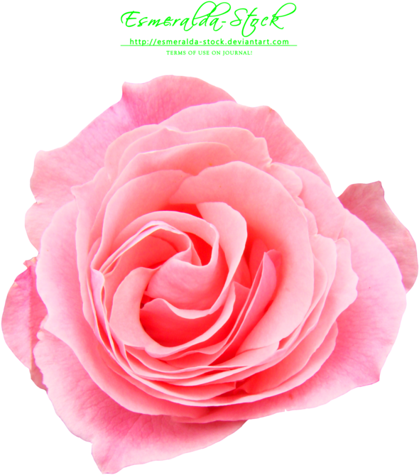 Pink Rose Png Free Download - Pink Rose Flower Png (600x800)