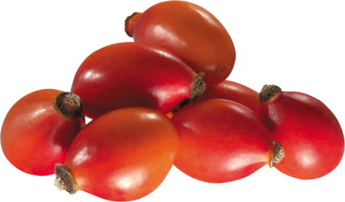 Rose Hips - Rose Hip (500x293)