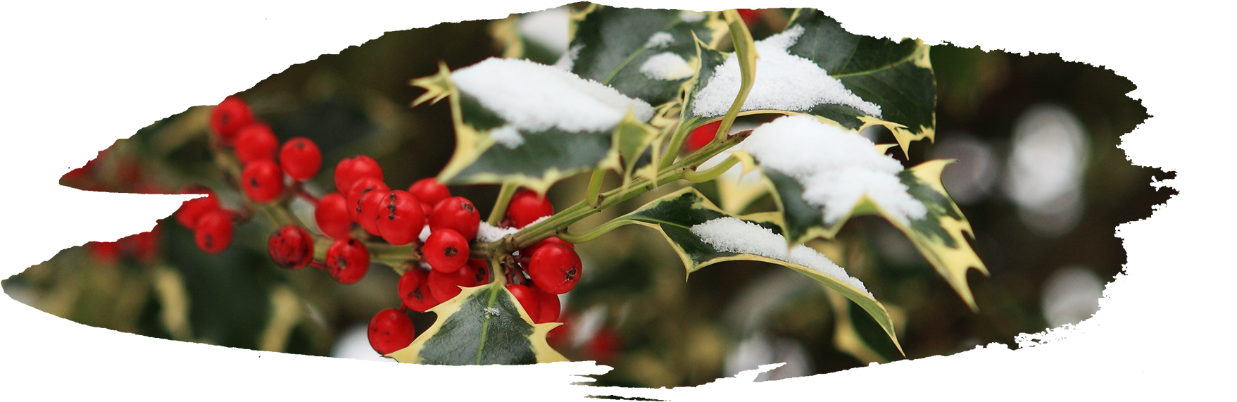 Through The Winter Months - Silver Buffaloberry (1920x600)