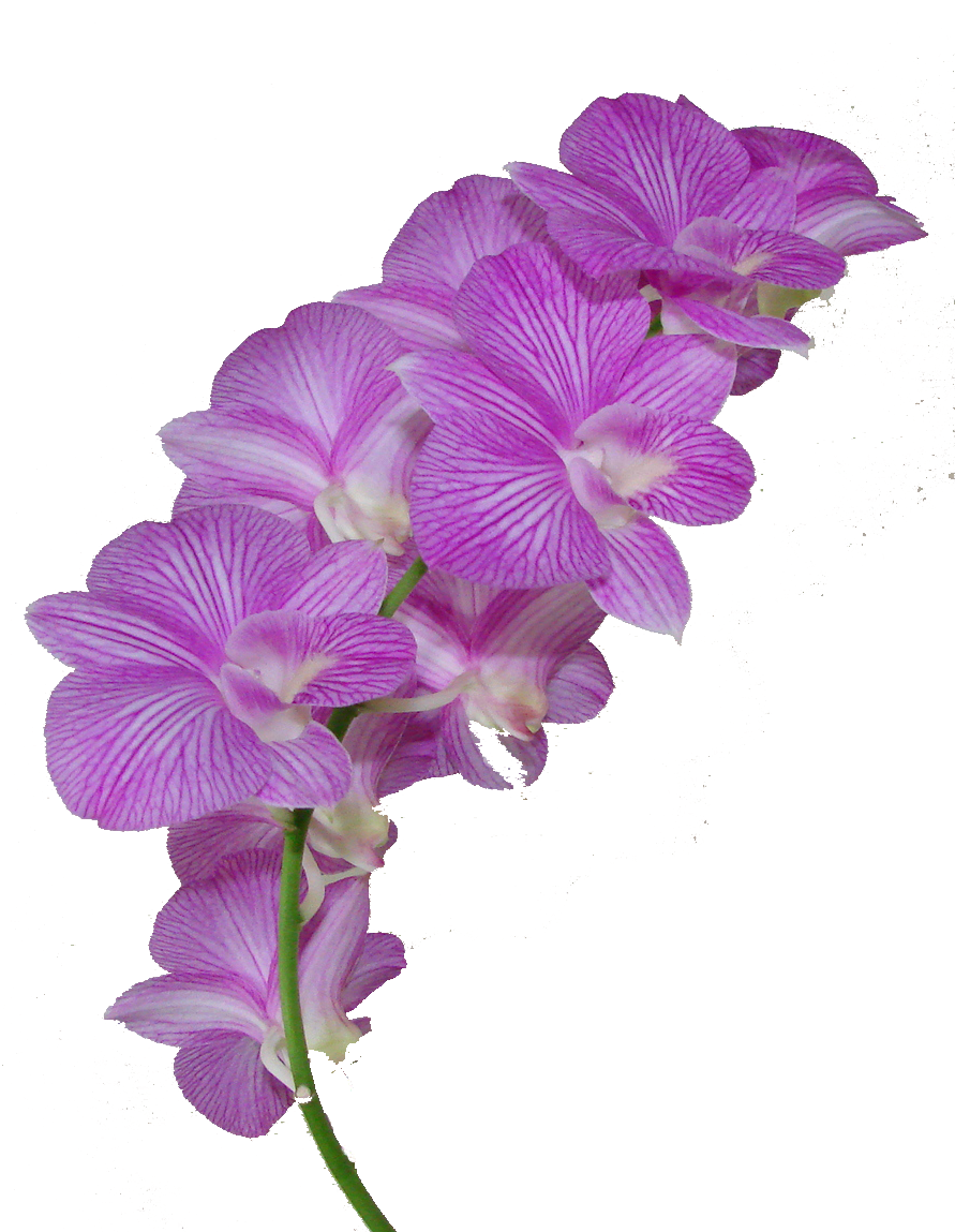 Plumeria Clipart Purple - Dendrobium Orchid Png (891x1149)