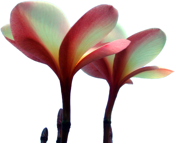 Hawaii Petal Plumeria Rubra - Hawaii Petal Plumeria Rubra (1024x768)