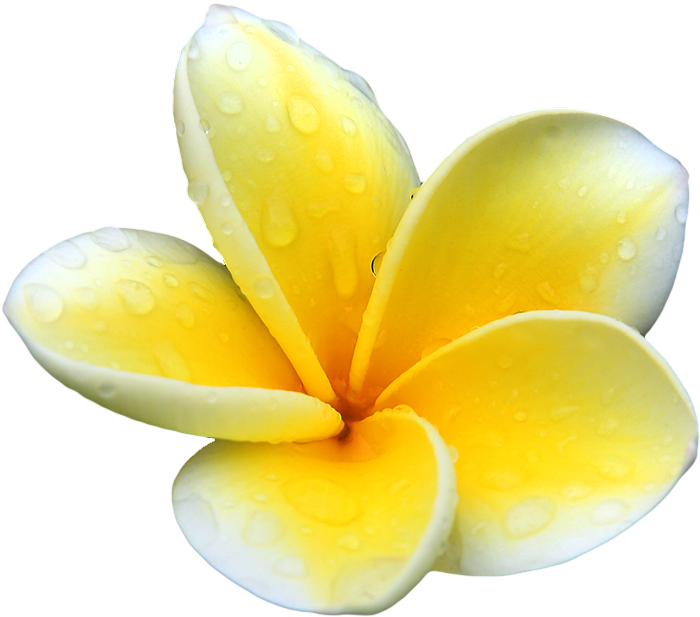 Our Powerful Organic Bio-active Ingredients Are Wild - Flower Plumeria Yellow Png (700x617)
