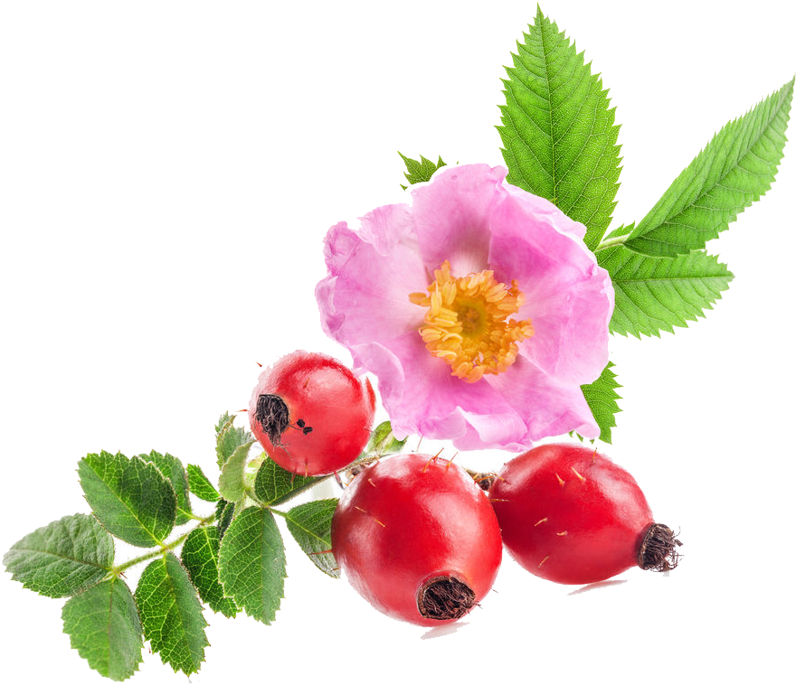La Rosa Mosqueta, Originaria Del Cile, Fiorisce Tra - Herbs Good Night Organic Herbal Tea 20 Sachets (940x793)