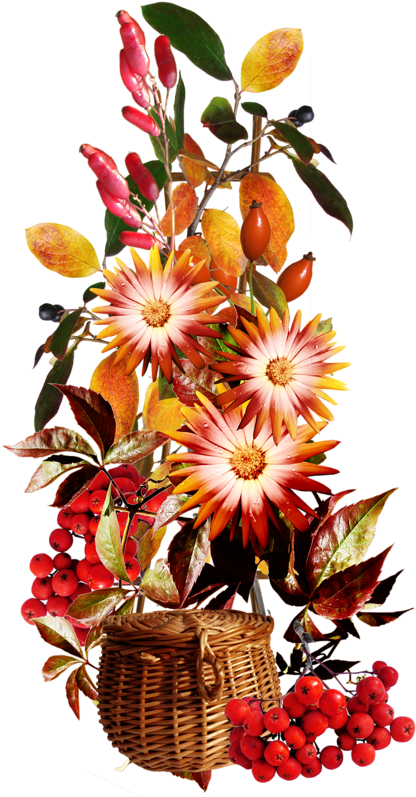 Rose Hips - Flower (432x800)