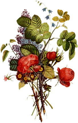 [ Img] - Jean Louis Prevost Rose (379x500)