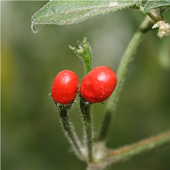 En Stock 20 Artículos - Woods' Rose (800x800)