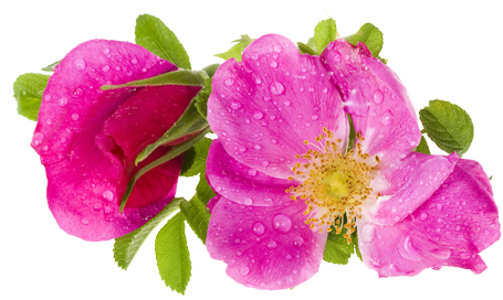 Rose Hip Oil Anti Aging And An Excellent Source Of - Rosa Canina (500x500)